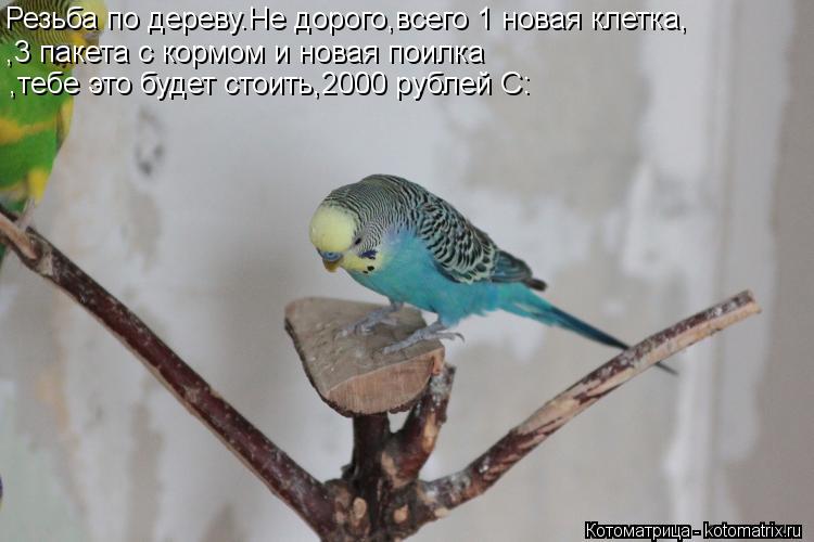 Котоматрица: Резьба по дереву.Не дорого,всего 1 новая клетка, ,3 пакета с кормом и новая поилка ,тебе это будет стоить,2000 рублей С: