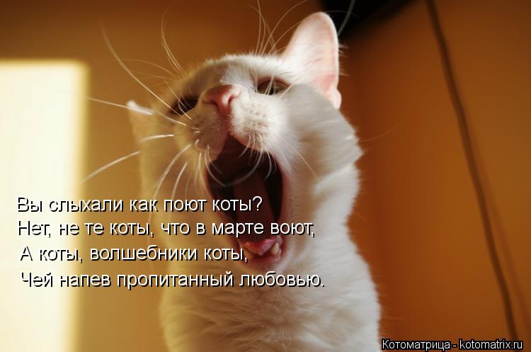 Вы слыхали как поют коты? Нет, не те коты, что в марте воют, А коты, волшебники коты, Чей напев пропи... Котоматрица: Вы слыхали как поют коты? Нет, не те коты, что в марте воют, А коты, волшебники коты, Чей напев пропитанный любовью.