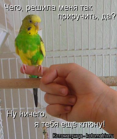 Чего, решила меня так приручить, да? Ну ничего, я тебя ещё клюну!... Котоматрица: Чего, решила меня так приручить, да? Ну ничего, я тебя ещё клюну!
