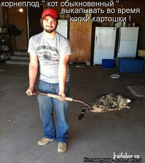 корнеплод " кот обыкновенный " . выкапывать во время копки картошки !... Котоматрица: корнеплод " кот обыкновенный " . выкапывать во время копки картошки !