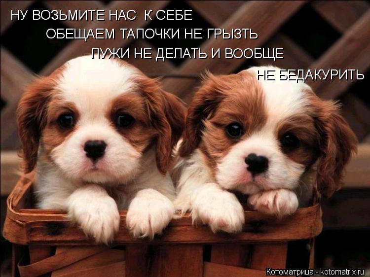 НУ ВОЗЬМИТЕ НАС К СЕБЕ ОБЕЩАЕМ ТАПОЧКИ НЕ ГРЫЗТЬ ЛУЖИ НЕ ДЕЛАТЬ И ВООБЩЕ НЕ БЕДАКУРИТЬ... Котоматрица: НУ ВОЗЬМИТЕ НАС К СЕБЕ ОБЕЩАЕМ ТАПОЧКИ НЕ ГРЫЗТЬ ЛУЖИ НЕ ДЕЛАТЬ И ВООБЩЕ НЕ БЕДАКУРИТЬ