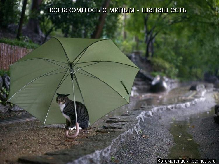 познакомлюсь с милым - шалаш есть... Котоматрица: познакомлюсь с милым - шалаш есть