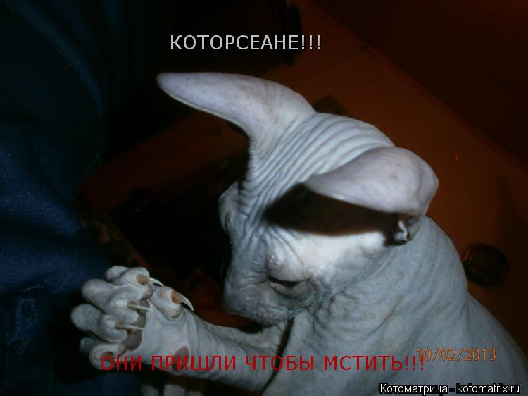 КОТОРСЕАНЕ!!! ОНИ ПРИШЛИ ЧТОБЫ МСТИТЬ!!!... Котоматрица: КОТОРСЕАНЕ!!! ОНИ ПРИШЛИ ЧТОБЫ МСТИТЬ!!!