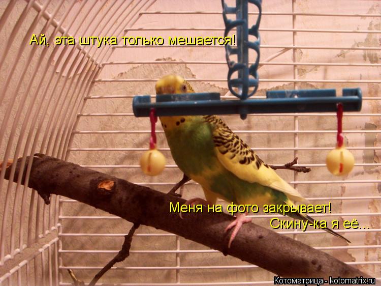 Ай, эта штука только мешается! Меня на фото закрывает! Скину-ка я её...... Котоматрица: Ай, эта штука только мешается! Меня на фото закрывает! Скину-ка я её...