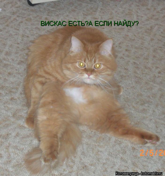 ВИСКАС ЕСТЬ?А ЕСЛИ НАЙДУ?... Котоматрица: ВИСКАС ЕСТЬ?А ЕСЛИ НАЙДУ?