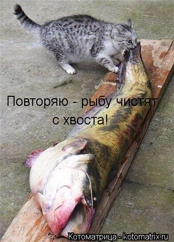 Повторяю - рыбу чистят с хвоста!... Котоматрица: Повторяю - рыбу чистят с хвоста!
