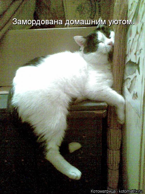 Замордована домашним уютом.... Котоматрица: Замордована домашним уютом.
