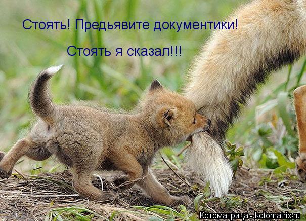 Стоять я сказал!!! Стоять! Предьявите документики!... Котоматрица: Стоять я сказал!!! Стоять! Предьявите документики!