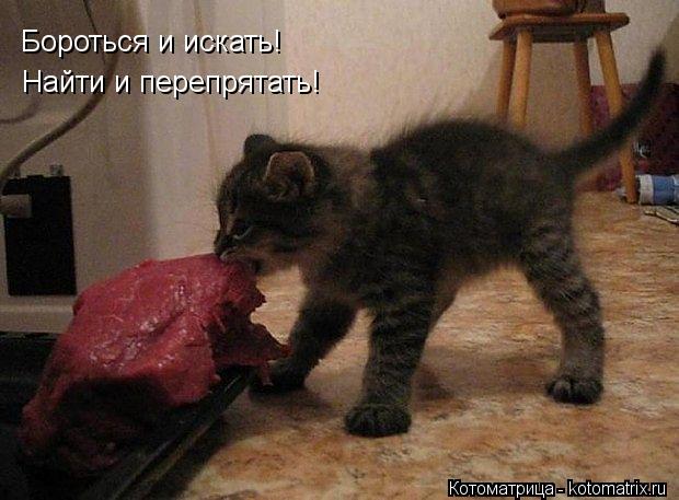 Котоматрица: Бороться и искать! Найти и перепрятать!
