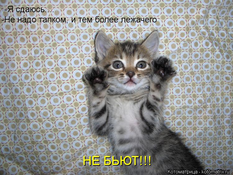 -Я сдаюсь.... -Не надо тапком, и тем более лежачего НЕ БЬЮТ!!!... Котоматрица: -Я сдаюсь.... -Не надо тапком, и тем более лежачего НЕ БЬЮТ!!!