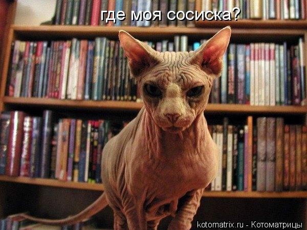 где моя сосиска?... Котоматрица: где моя сосиска?