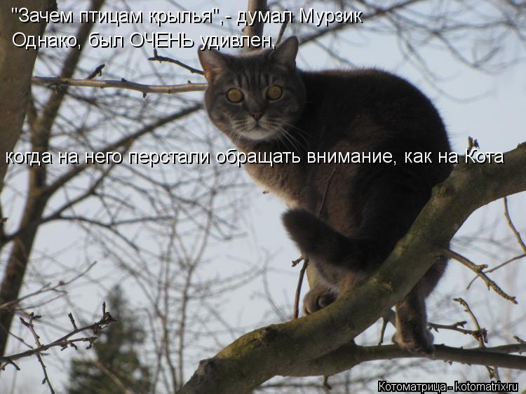 "Зачем птицам крылья",- думал Мурзик Однако, был ОЧЕНЬ удивлен, когда на него перстали обращать вним... Котоматрица: "Зачем птицам крылья",- думал Мурзик Однако, был ОЧЕНЬ удивлен, когда на него перстали обращать внимание, как на Кота