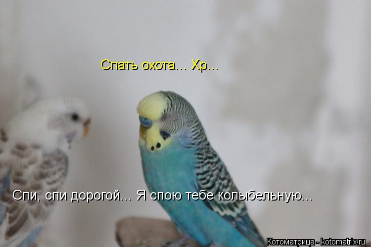 Котоматрица: Спать охота... Хр... Спи, спи дорогой... Я спою тебе колыбельную...