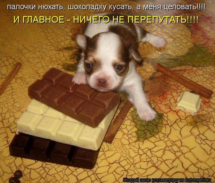 палочки нюхать, шоколадку кусать, а меня целовать!!!! И ГЛАВНОЕ - НИЧЕГО НЕ ПЕРЕПУТАТЬ!!!!... Котоматрица: палочки нюхать, шоколадку кусать, а меня целовать!!!! И ГЛАВНОЕ - НИЧЕГО НЕ ПЕРЕПУТАТЬ!!!!