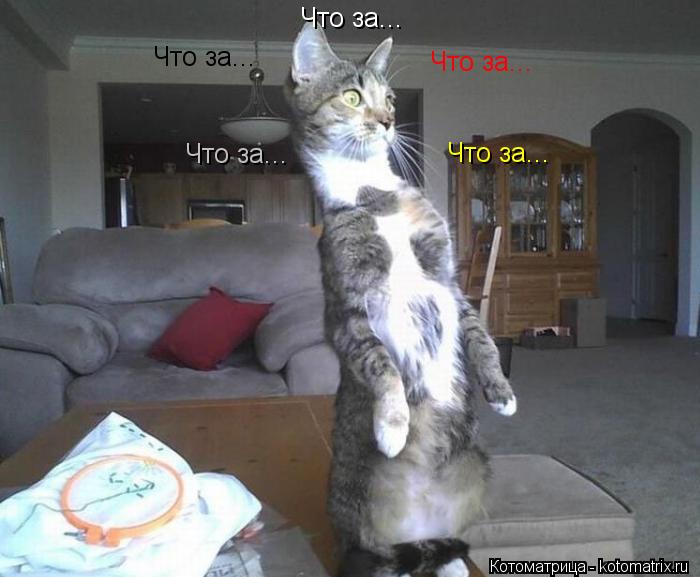 Котоматрица: Что за... Что за... Что за... Что за... Что за...