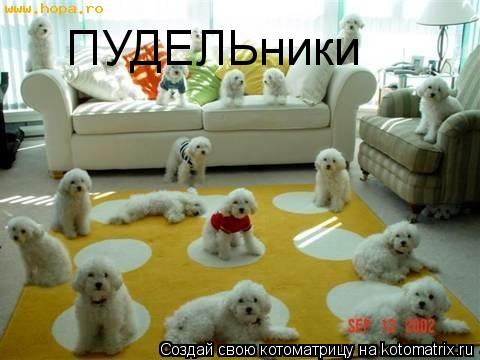 ПУДЕЛЬники... Котоматрица: ПУДЕЛЬники