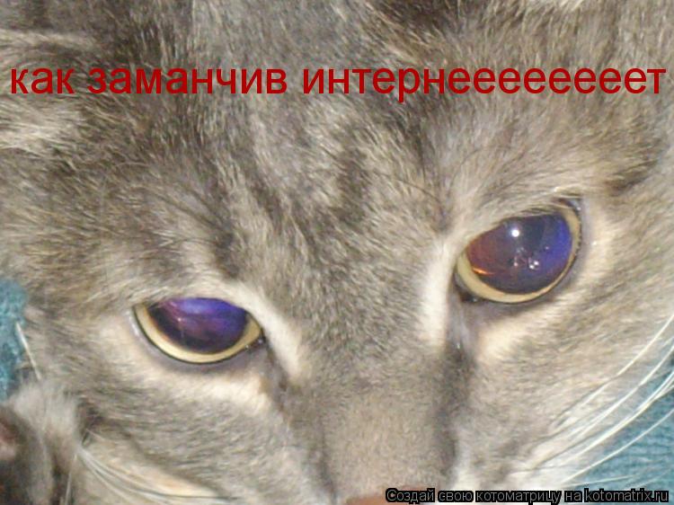 Котоматрица: как заманчив интернеееееееет
