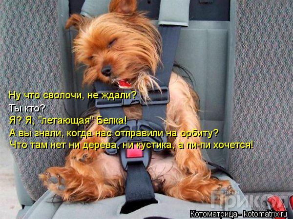 Ну что сволочи, не ждали? Ты кто? Я? Я, "летающая" Белка! А вы знали, когда нас отправили на орбиту? ... Котоматрица: Ну что сволочи, не ждали? Ты кто? Я? Я, "летающая" Белка! А вы знали, когда нас отправили на орбиту? Что там нет ни дерева, ни кустика, а пи-пи хоче
