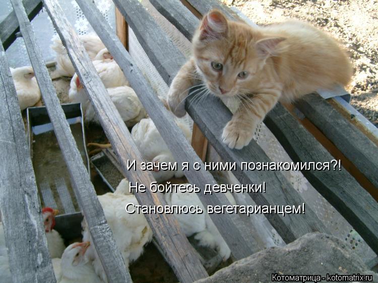 И зачем я с ними познакомился?! Не бойтесь девченки! Становлюсь вегетарианцем!... Котоматрица: И зачем я с ними познакомился?! Не бойтесь девченки! Становлюсь вегетарианцем!