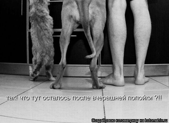 так! что тут осталось после вчерашней попойки ?!!... Котоматрица: так! что тут осталось после вчерашней попойки ?!!