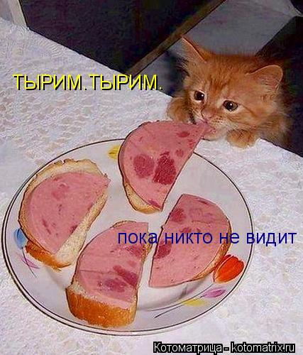 ТЫРИМ.ТЫРИМ. пока никто не видит... Котоматрица: ТЫРИМ.ТЫРИМ. пока никто не видит