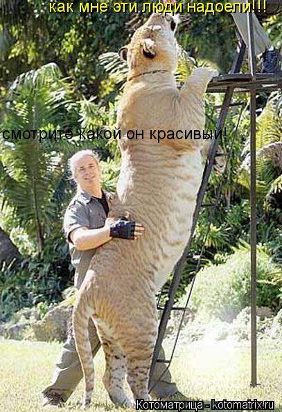 как мне эти люди надоели!!! смр смр смотрите какой он красивый!... Котоматрица: как мне эти люди надоели!!! смр смр смотрите какой он красивый!