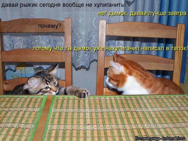 Котоматрица: давай рыжик сегодня вообще не хулиганить! нет дымок, давай лучше завтра  почему? потому что ты дымок уже нахулиганил,написал в тапок!