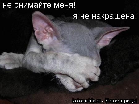 не снимайте меня! я не накрашена!... Котоматрица: не снимайте меня! я не накрашена!