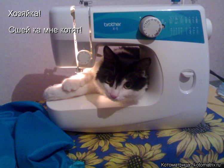 Котоматрица: Хозяйка! Сшей ка мне котят!