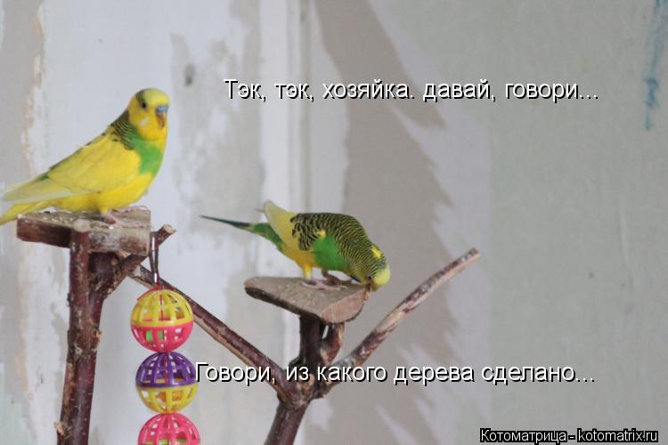 Котоматрица: Тэк, тэк, хозяйка. давай, говори... Говори, из какого дерева сделано...