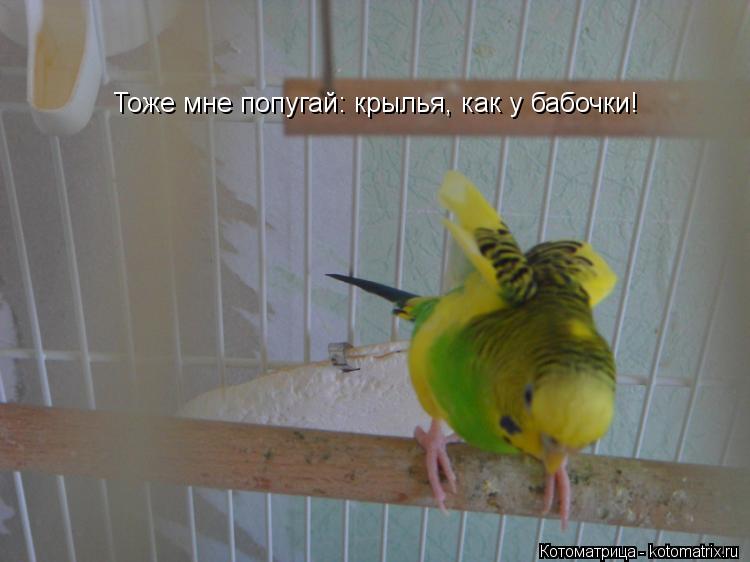 Тоже мне попугай: крылья, как у бабочки!... Котоматрица: Тоже мне попугай: крылья, как у бабочки!