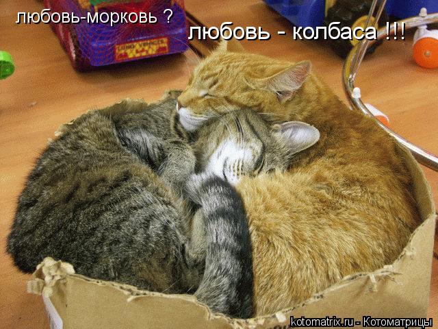любовь-морковь ? любовь - колбаса !!!... Котоматрица: любовь-морковь ? любовь - колбаса !!!
