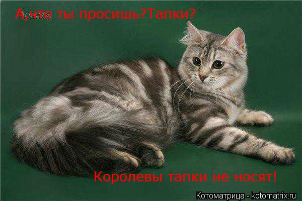 А,что ты просишь?Тапки? Королевы тапки не носят!... Котоматрица: А,что ты просишь?Тапки? Королевы тапки не носят!