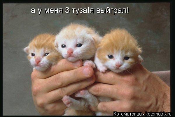 а у меня 3 туза!я выйграл!... Котоматрица: а у меня 3 туза!я выйграл!