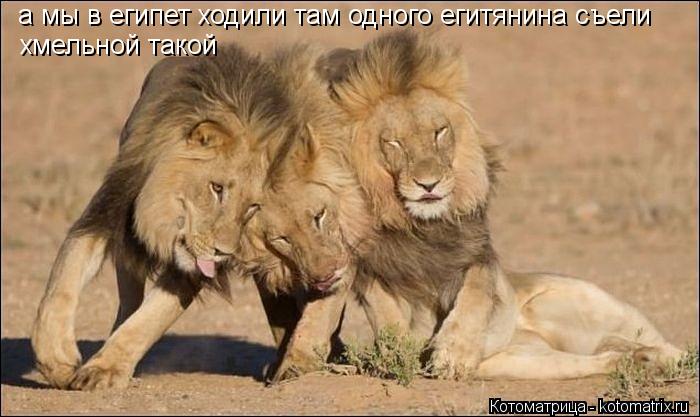 Котоматрица: а мы в египет ходили там одного егитянина съели хмельной такой