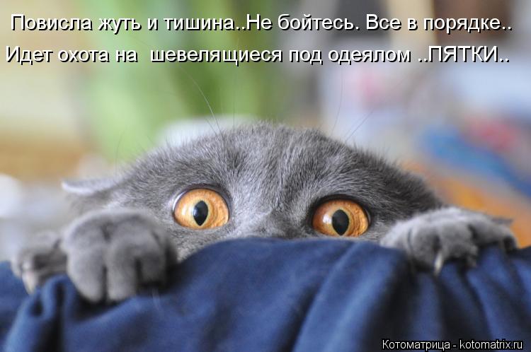 Повисла жуть и тишина..Не бойтесь. Все в порядке.. Идет охота на шевелящиеся под одеялом ..ПЯТКИ..... Котоматрица: Повисла жуть и тишина..Не бойтесь. Все в порядке.. Идет охота на шевелящиеся под одеялом ..ПЯТКИ..