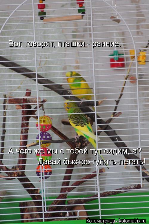 Вот, говорят, пташки - ранние. А чего же мы с тобой тут сидим, а? Давай быстро гулять-летать!... Котоматрица: Вот, говорят, пташки - ранние. А чего же мы с тобой тут сидим, а? Давай быстро гулять-летать!