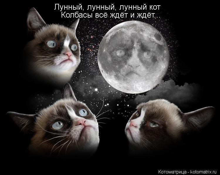 Лунный, лунный, лунный кот Колбасы всё ждёт и ждёт...... Котоматрица: Лунный, лунный, лунный кот Колбасы всё ждёт и ждёт...