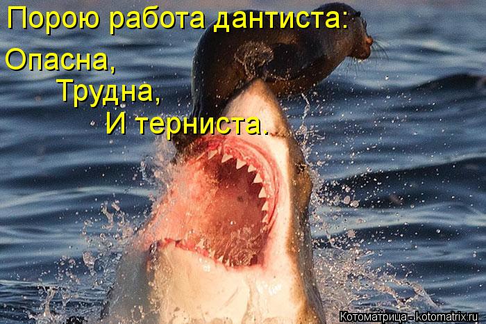 Порою работа дантиста: Опасна, Трудна, И терниста.... Котоматрица: Порою работа дантиста: Опасна, Трудна, И терниста.