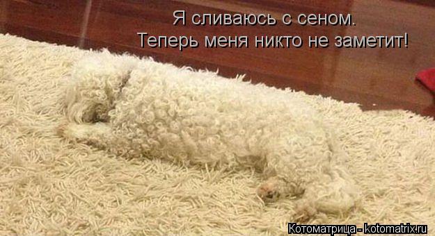 Я сливаюсь с сеном. Теперь меня никто не заметит!... Котоматрица: Я сливаюсь с сеном. Теперь меня никто не заметит!