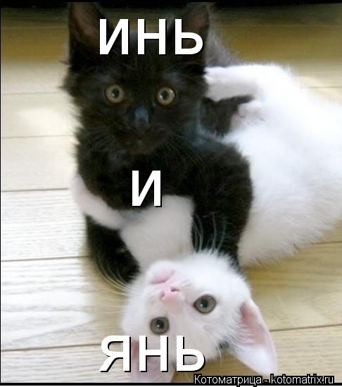 Котоматрица: инь и янь янь