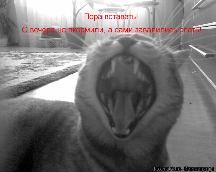 Пора вставать! С вечера не пкормили, а сами завалились спать!... Котоматрица: Пора вставать! С вечера не пкормили, а сами завалились спать!