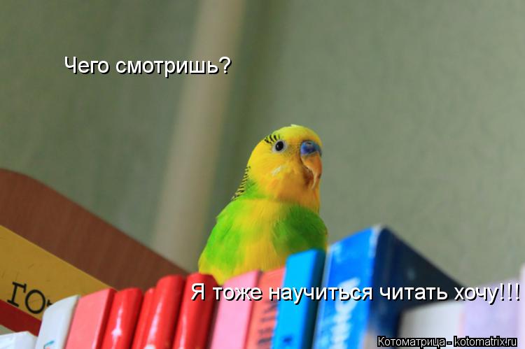 Чего смотришь? Я тоже научиться читать хочу!!!... Котоматрица: Чего смотришь? Я тоже научиться читать хочу!!!