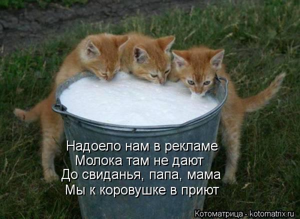 Надоело нам в рекламе Молока там не дают До свиданья, папа, мама Мы к коровушке в приют... Котоматрица: Надоело нам в рекламе Молока там не дают До свиданья, папа, мама Мы к коровушке в приют