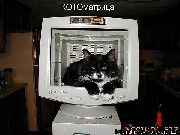 КОТОматрица... Котоматрица: КОТОматрица