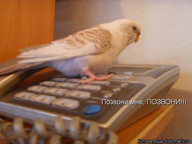 Позвони мне, ПОЗВОНИ!!!... Котоматрица: Позвони мне, ПОЗВОНИ!!!