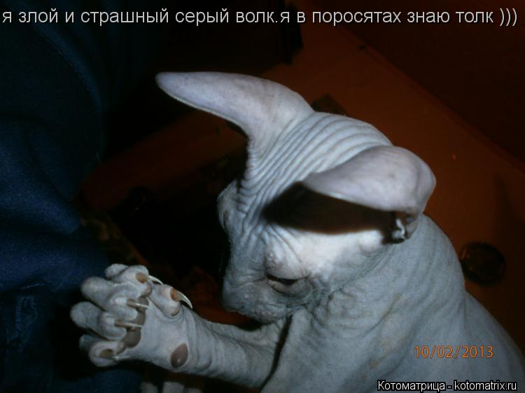 Котоматрица: я злой и страшный серый волк.я в поросятах знаю толк )))