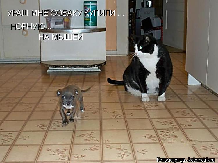 УРА!!! МНЕ СОБАКУ КУПИЛИ ... НОРНУЮ... НА МЫШЕЙ... Котоматрица: УРА!!! МНЕ СОБАКУ КУПИЛИ ... НОРНУЮ... НА МЫШЕЙ