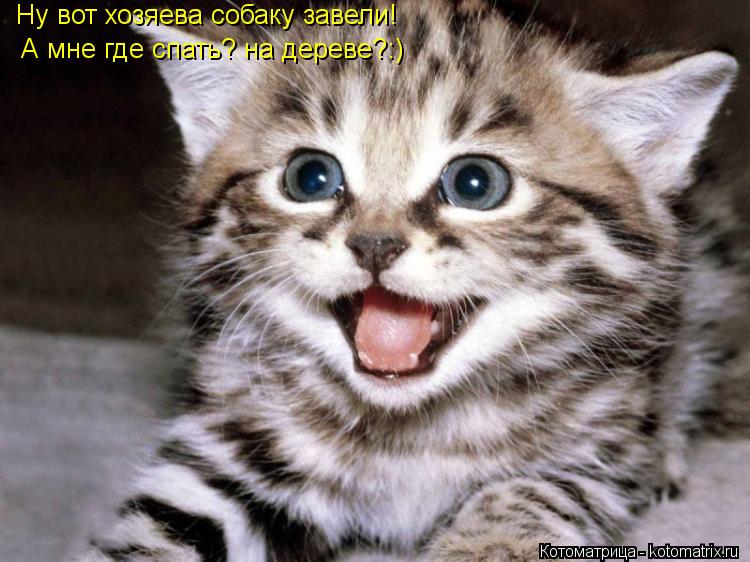 Котоматрица: Ну вот хозяева собаку завели!  А мне где спать? на дереве?:)