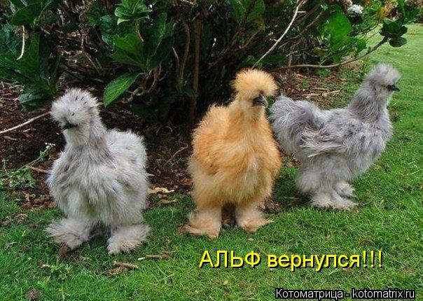 АЛЬФ вернулся!!!... Котоматрица: АЛЬФ вернулся!!!